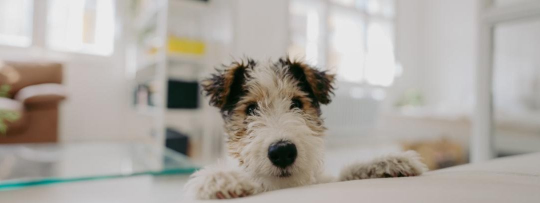 RE Q&A: Can Neighbors Use Our Fence for Dogs?