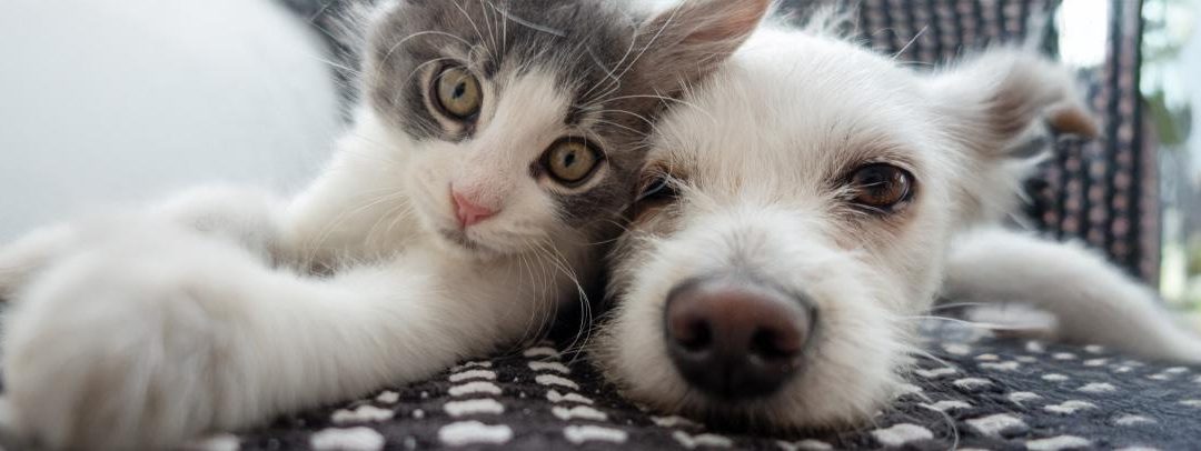 Fetching Features That Help Close the Deal