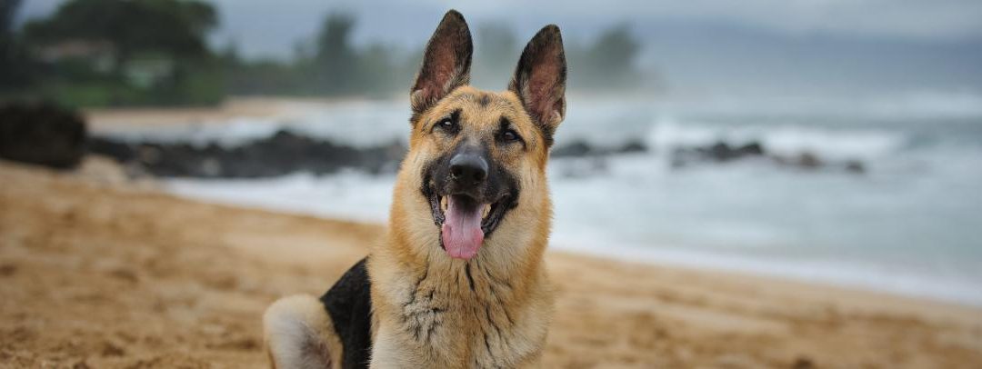 RE Q&A: How Can We Stop Loose Dogs?